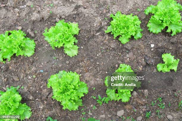 Lines of escarole seedlings in soil.