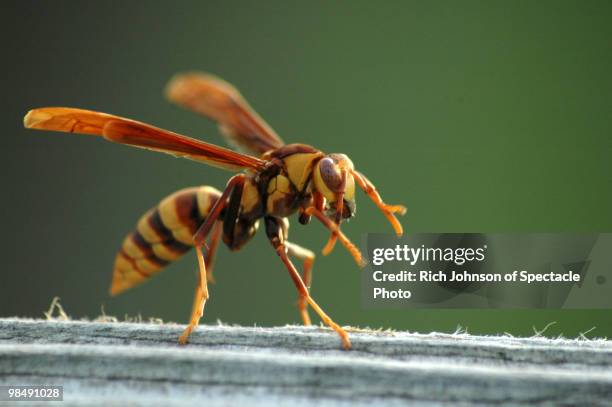 wasp - stinging stock pictures, royalty-free photos & images