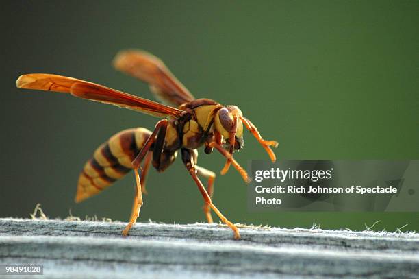 wasp - stinga bildbanksfoton och bilder