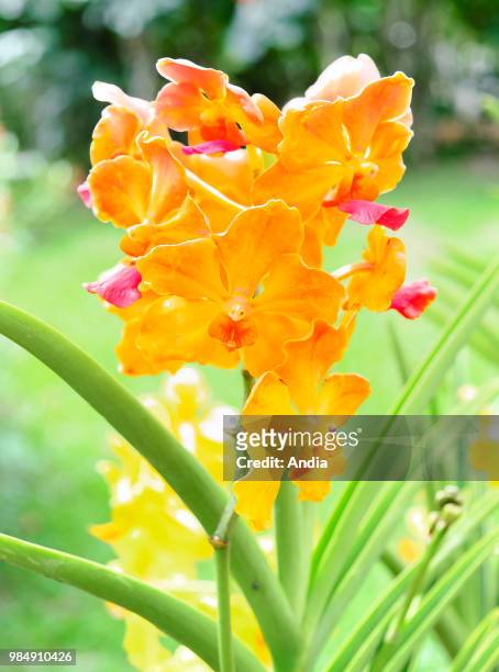 Orchid flower , Deshaies Botanical Garden, Guadeloupe.