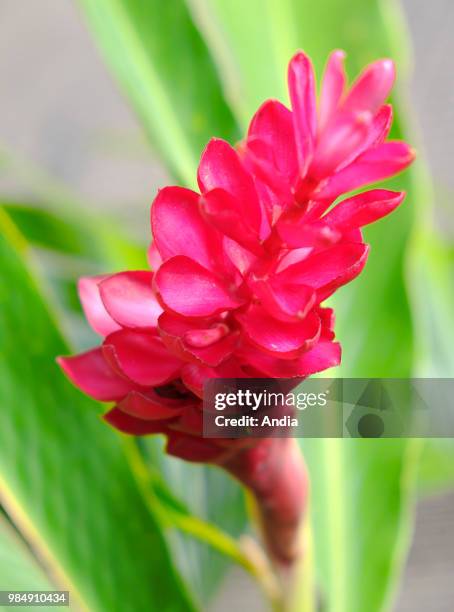 Red Ginger flower, Deshaies Botanical Garden, Guadeloupe.