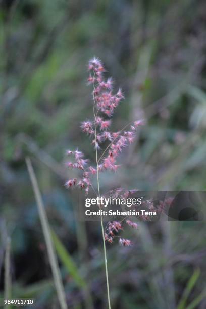 rojo como el viento - viento stockfoto's en -beelden