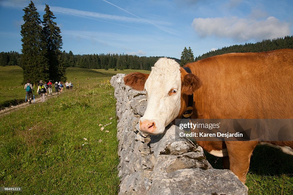 Cow and hikers in the Jura, Switzerland