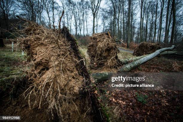 Three deciduous trees have been completely uprooted as a result of the storm "Friederike" in Wetter, Germany, 21 January 2018. Walkers should avoid...