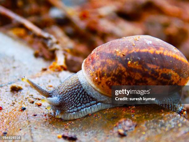 snail - garden snail stock pictures, royalty-free photos & images