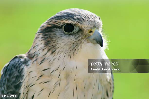 358 Merlin (Bird) Stock Photos, High-Res Pictures, and Images - Getty ...