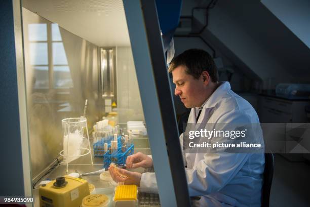 The head of the national reference centre for invasive fungal infections, Oliver Kurzai, standing behind a protective glass looking at a yeast fungus...