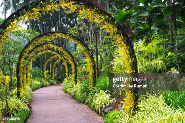 george in the jungle - singapore botanic gardens fotografías e imágenes de stock