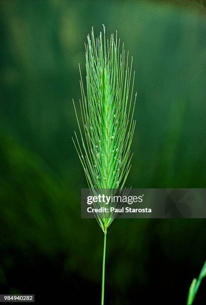 hordeum murinum (bulbous barley, mouse barley, wall barley) - murinum stock pictures, royalty-free photos & images
