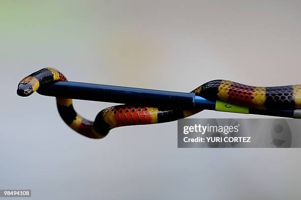 Poisonous Costa Rican Coralsnake is pictured on April 12, 2010 at the serpentarium of the Clodomiro Picado Institute in Coronado, some 8 kilometers...