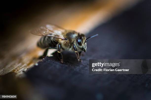 Collecting bee on a hive on May 18, 2018 in Boxberg, Germany.