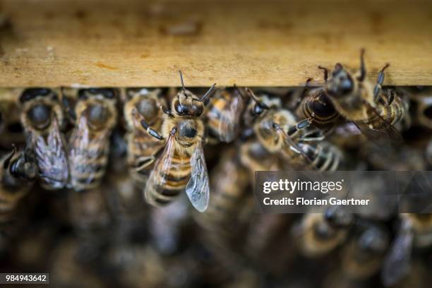 Swarm of bees crowds at the entrance of a beehive on May 18, 2018 in Boxberg, Germany.