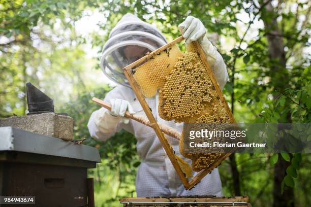 Beekeeper sweeps off a drone brood comb on May 18, 2018 in Boxberg, Germany.