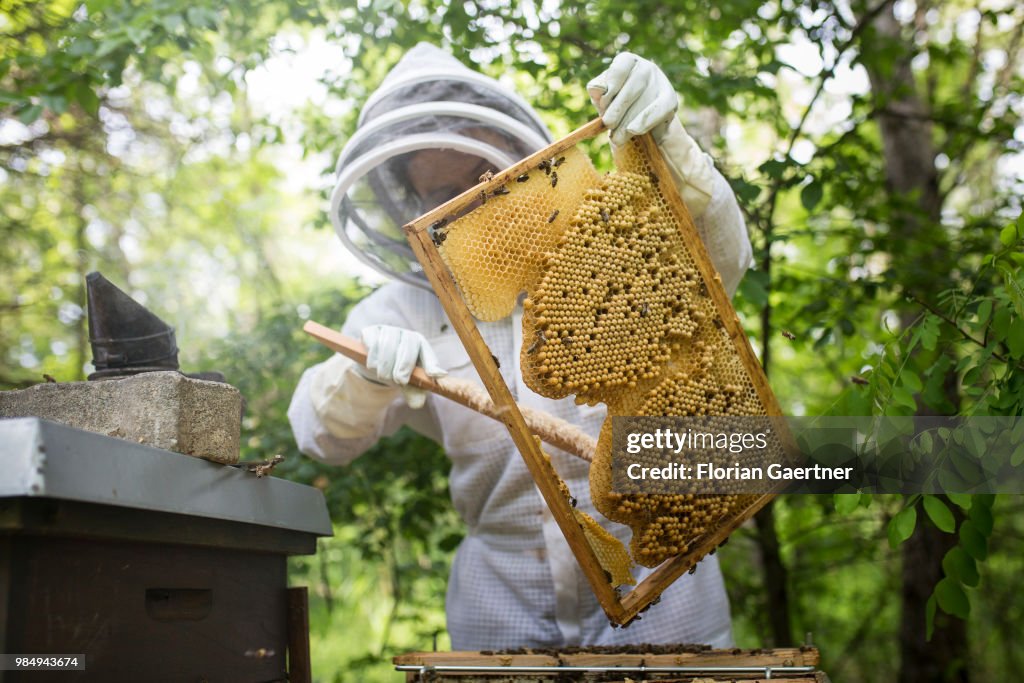 Beekeeper