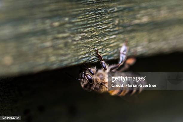 Collecting bee on the entrance of a hive on May 18, 2018 in Boxberg, Germany.