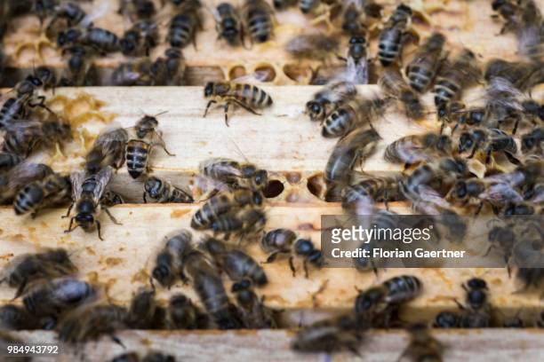 Swarm of bees at a beehive on May 18, 2018 in Boxberg, Germany.