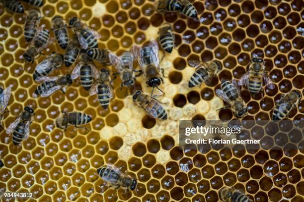 Bees on brood cells and honeycombs on May 18, 2018 in Boxberg, Germany.