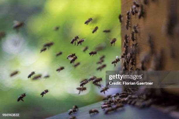 Swarm of collecting bees reaches the hive after collecting nectar on May 18, 2018 in Boxberg, Germany.