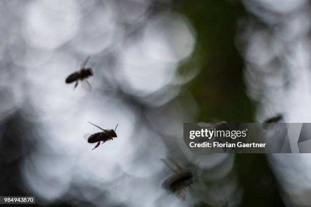 Silhouettes of flying bees on May 18, 2018 in Boxberg, Germany.