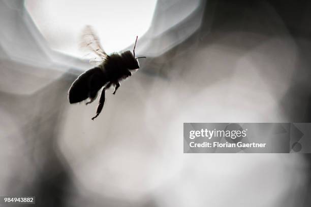 Silhouette of a flying bee on May 18, 2018 in Boxberg, Germany.