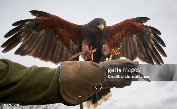 Harris's hawk Hennerchen lands on the glove of his falconer during the picture call before the fairs 'Jagd & Hund' and 'Fisch & Angel' in Dortmund,...