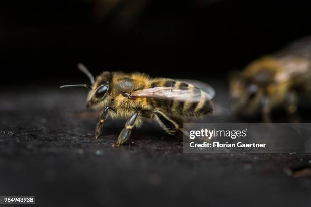 Two young bees on a hive on May 18, 2018 in Boxberg, Germany.
