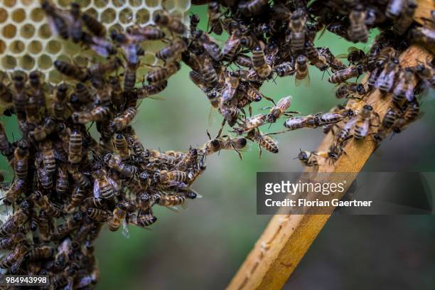 Swarm of bees forms a construction cluster on May 18, 2018 in Boxberg, Germany.