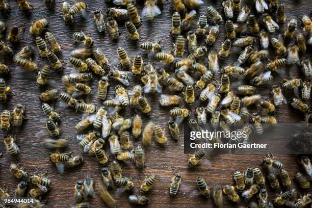 Swarm of bees at a beehive on May 18, 2018 in Boxberg, Germany.