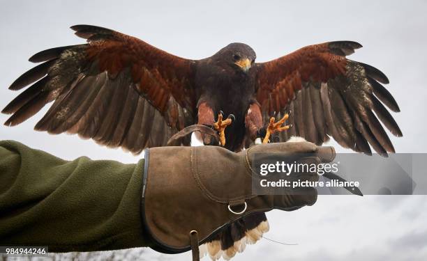 Dpatop - A hawk lands on the glove of his falconer during a photocall for the 'Jagd & Hund' and 'Fisch & Angel' hunting exhibition, in Dortmund,...