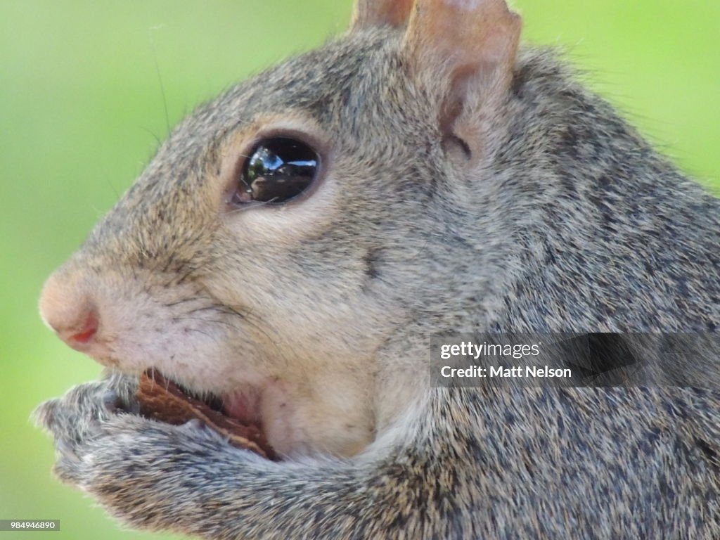 My nut