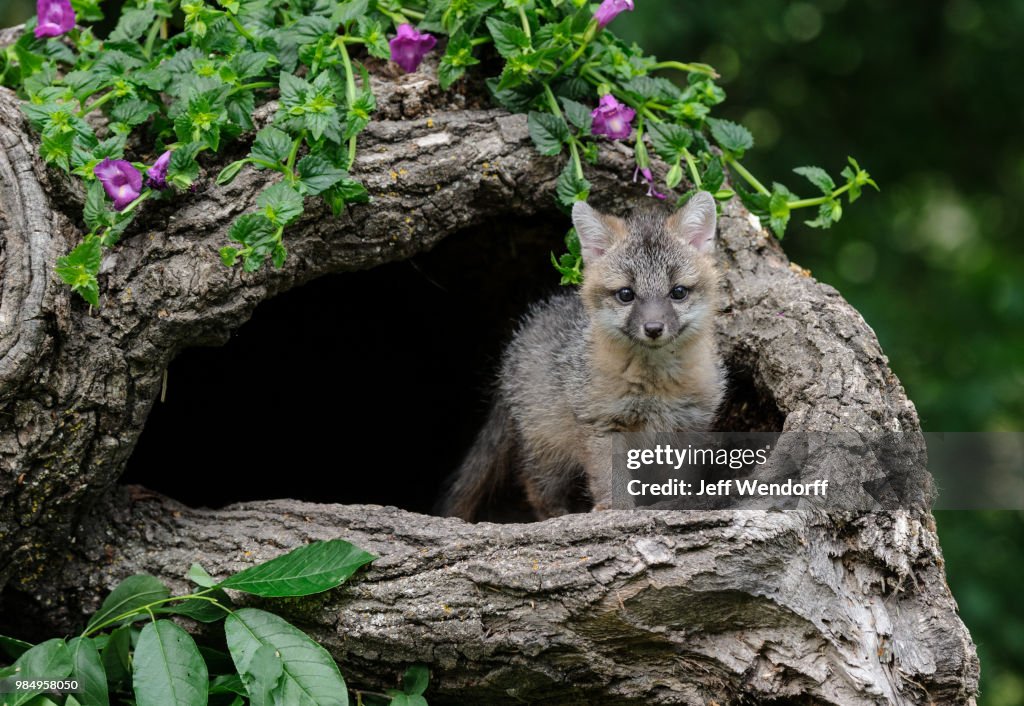Hello World - Grey Fox Kit (c)