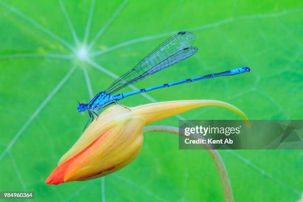 nose-twister - twister stock-fotos und bilder