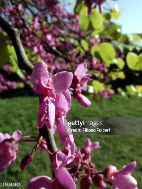 albero di giuda - albero stock pictures, royalty-free photos & images