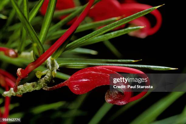 grevillea juniperina (prickly spider-flower, juniper-leaf grevillea) - grevillea stock-fotos und bilder