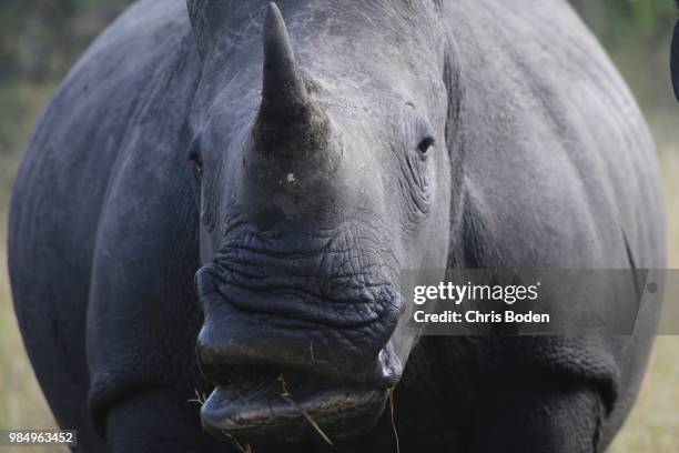 rhino rhapsody - boden stock pictures, royalty-free photos & images