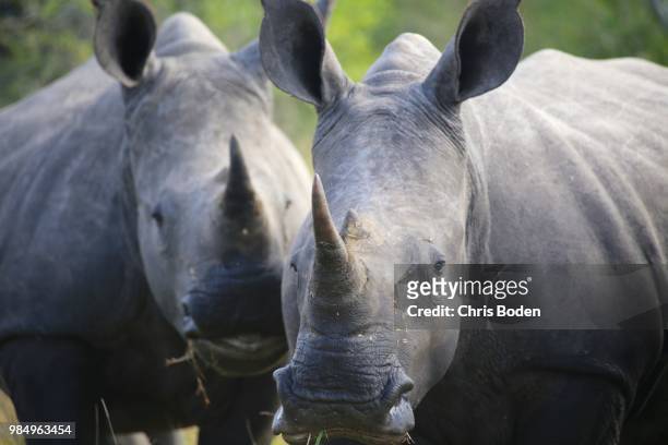 white rhino pair - boden stock pictures, royalty-free photos & images