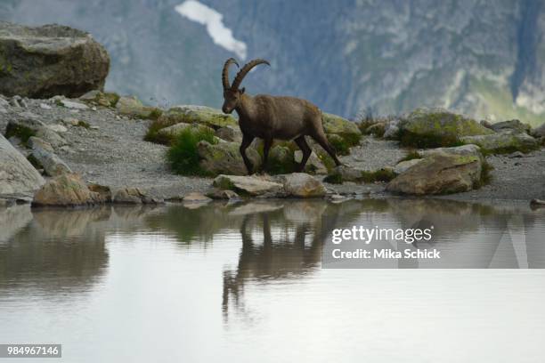 male ibex at lac blanc, the french alps - schick stock pictures, royalty-free photos & images