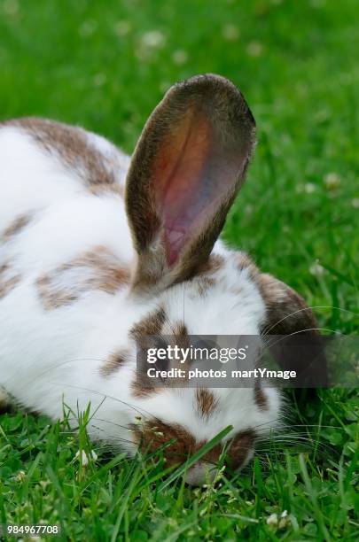 mon ami lapin - lapin fotografías e imágenes de stock