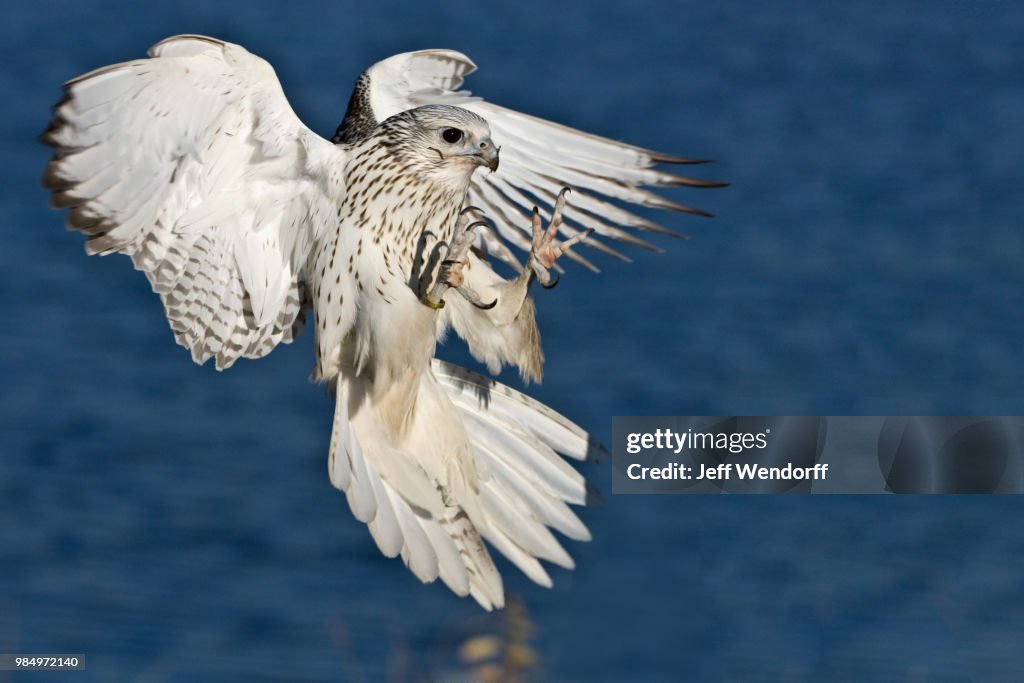 A Gyrfalcon in mid flight.