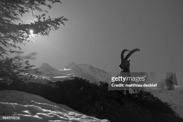 steinbock in mont blanc massif - icehorn stock pictures, royalty-free photos & images