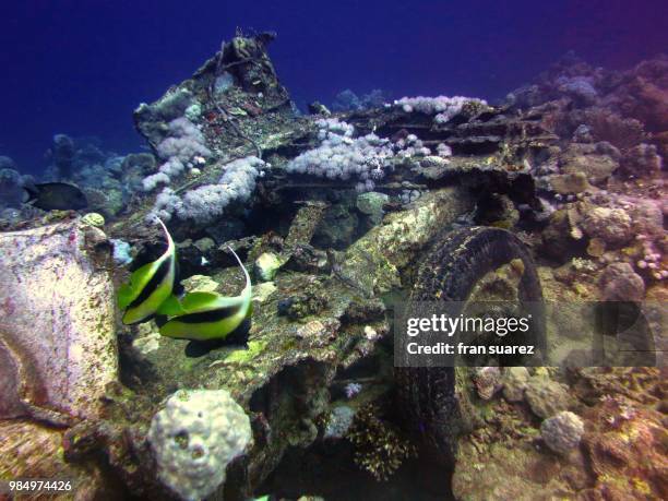 buceo 23 cm - buceo stock pictures, royalty-free photos & images