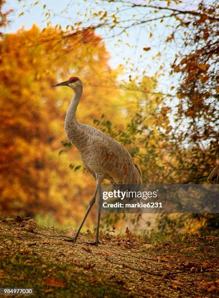 sandhill crane on a hill - markise stock pictures, royalty-free photos & images