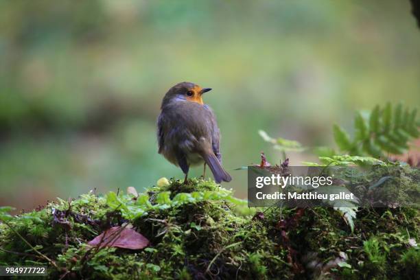 rouge gorge - rouge gorge stockfoto's en -beelden