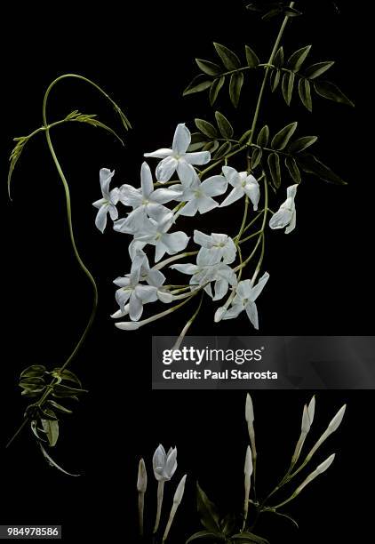 jasminum polyanthum (many-flowered jasmine, pink jasmine) - jasmine foto e immagini stock