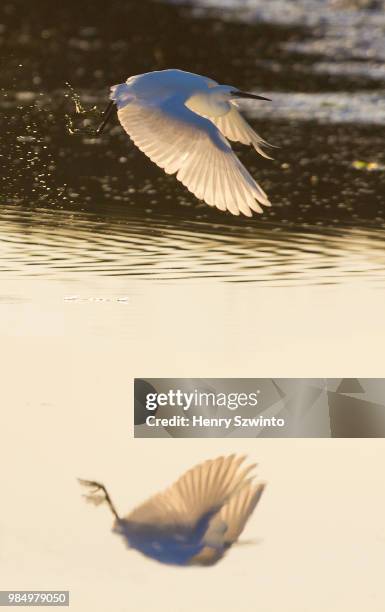 an egret reflected in a river. - little egret (egretta garzetta) stock pictures, royalty-free photos & images