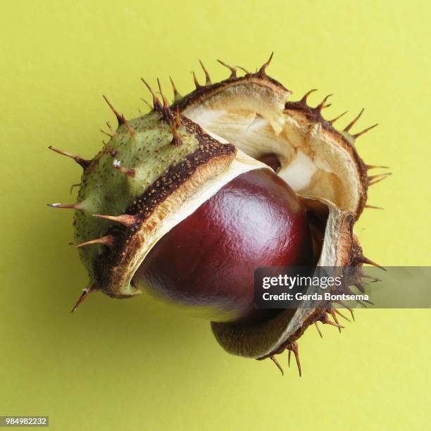 Large Nutshell Open Nutshell Photos and Premium High Res Pictures - Getty Images