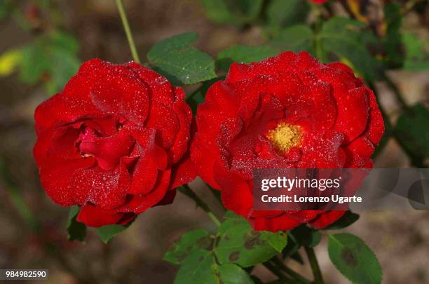 rosas rojas - rosas rojas stock pictures, royalty-free photos & images