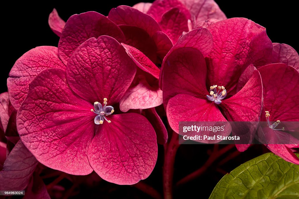Hydrangea macrophylla 'Merveille Sanguine' (bigleaf hydrangea, French hydrangea, lacecap hydrangea, mophead hydrangea, hortensia)