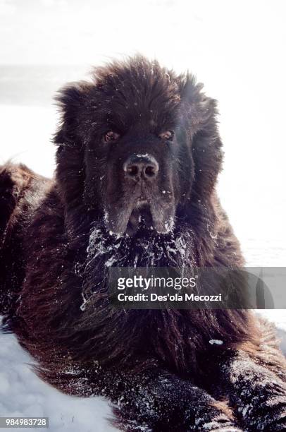 snow newfoundland dog - newfoundland dog 個照片及圖片檔