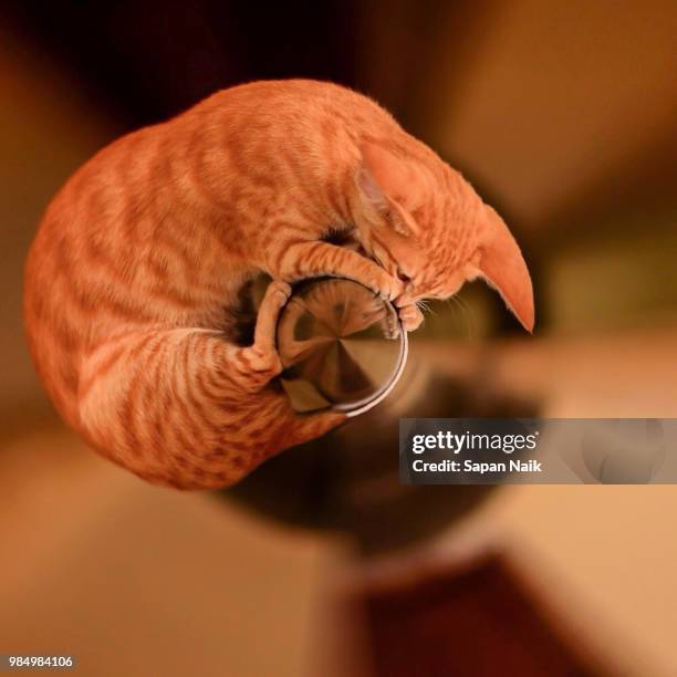Sad Cat Rope 459 Cat Rope Stock Photos, High-Res Pictures, and Images - Getty Images